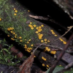 Bisporella citrina at Tidbinbilla Nature Reserve - 16 Jun 2024