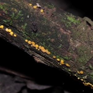 Bisporella citrina at Tidbinbilla Nature Reserve - 16 Jun 2024