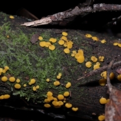 Bisporella citrina at Tidbinbilla Nature Reserve - 16 Jun 2024