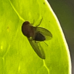 Unidentified Other true fly at O'Reilly, QLD - 9 Jun 2024 by Hejor1