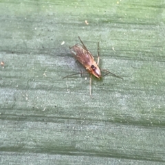 Mycetophilidae (family) (A fungus gnat) at O'Reilly, QLD - 10 Jun 2024 by Hejor1