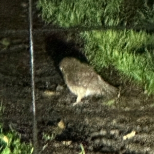 Ninox boobook at Kangaroo Valley, NSW - 15 Jun 2024