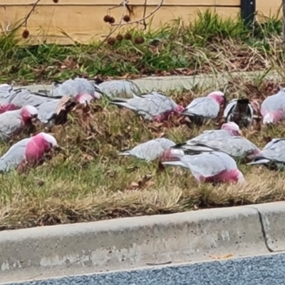 Eolophus roseicapilla (Galah) at Isaacs, ACT - 16 Jun 2024 by Mike