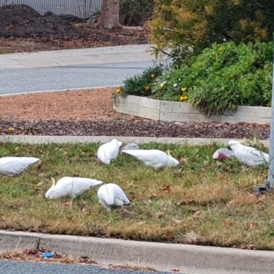 Cacatua galerita (Sulphur-crested Cockatoo) at Isaacs, ACT - 17 Jun 2024 by Mike