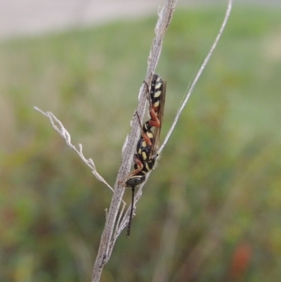 Unidentified Flower wasp (Scoliidae or Tiphiidae) at Conder, ACT - 3 Jan 2024 by michaelb