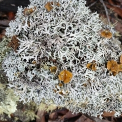 Baeomyces/Dibaeis at Kybeyan State Conservation Area - 15 Jun 2024 by mahargiani