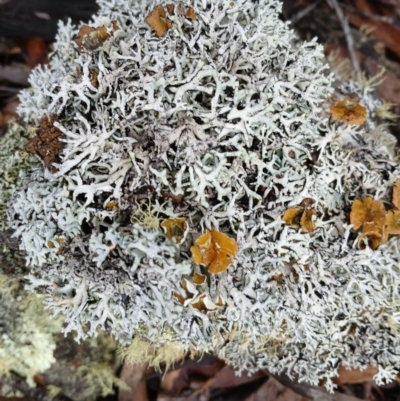 Baeomyces/Dibaeis at Kybeyan State Conservation Area - 15 Jun 2024 by mahargiani