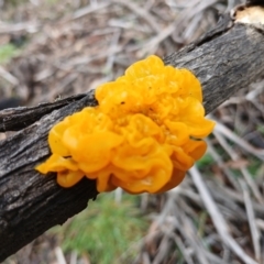 Tremella mesenterica (Witch's Butter or Yellow Brain) at Kybeyan State Conservation Area - 16 Jun 2024 by mahargiani