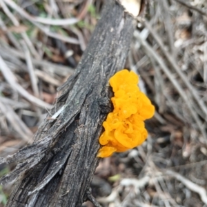 Tremella mesenterica at Kybeyan State Conservation Area - 16 Jun 2024