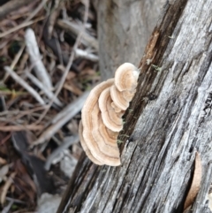 Trametes sp. at Numeralla, NSW - 16 Jun 2024 by mahargiani