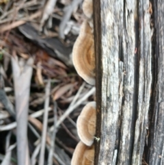 Trametes sp. at Numeralla, NSW - 16 Jun 2024