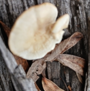 Trametes sp. at Numeralla, NSW - 16 Jun 2024