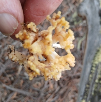 Ramaria capitata var. capitata (Pale cauliflower coral) at Kybeyan State Conservation Area - 16 Jun 2024 by mahargiani