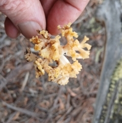 Ramaria capitata var. capitata at Kybeyan State Conservation Area - 16 Jun 2024 02:16 PM