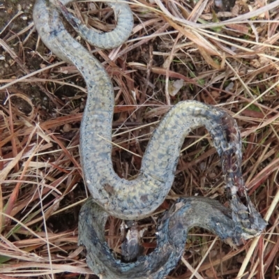 Drysdalia coronoides (White-lipped Snake) at Tidbinbilla Nature Reserve - 14 Jun 2024 by SandraH