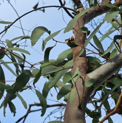 Eucalyptus mannifera subsp. mannifera (Brittle Gum) at Watson, ACT - 16 Jun 2024 by EcolCara37
