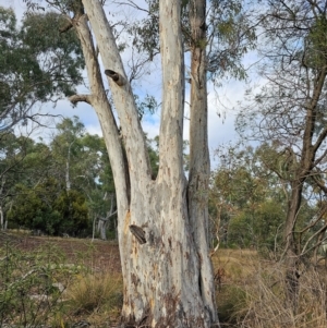 Eucalyptus mannifera subsp. mannifera at Mount Majura - 17 Jun 2024