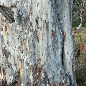 Eucalyptus mannifera subsp. mannifera at Mount Majura - 17 Jun 2024