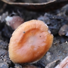 Unidentified Cap on a stem; gills below cap [mushrooms or mushroom-like] at Mongarlowe River - 16 Jun 2024 by LisaH