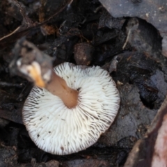 zz agaric (stem; gills white/cream) at QPRC LGA - 16 Jun 2024