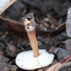 zz agaric (stem; gills white/cream) at QPRC LGA - 16 Jun 2024