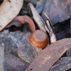 Unidentified Cap on a stem; gills below cap [mushrooms or mushroom-like] at QPRC LGA - 16 Jun 2024 by LisaH