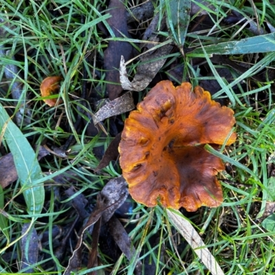 Unidentified Cap on a stem; gills below cap [mushrooms or mushroom-like] at Mongarlowe, NSW - 16 Jun 2024 by LisaH