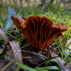 Austropaxillus sp. at suppressed - 16 Jun 2024