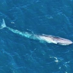 Balaenoptera musculus (Blue Whale) at Undefined, WA - 27 Nov 2023 by MichaelBedingfield