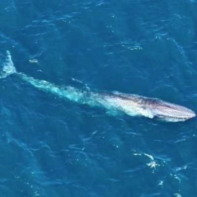 Balaenoptera musculus (Blue Whale) at Undefined, WA - 27 Nov 2023 by MichaelBedingfield