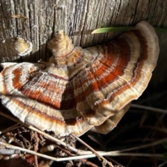 Trametes versicolor (Turkey Tail) at Mongarlowe River - 16 Jun 2024 by LisaH