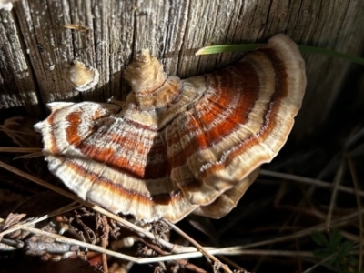 Trametes versicolor (Turkey Tail) at QPRC LGA - 16 Jun 2024 by LisaH