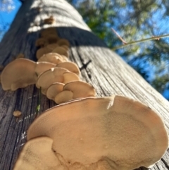 Trametes versicolor at QPRC LGA - 16 Jun 2024