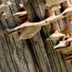 Trametes versicolor at QPRC LGA - 16 Jun 2024