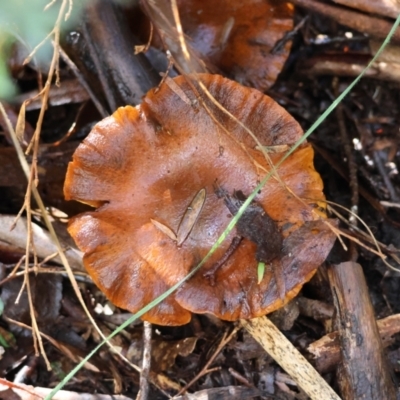 Unidentified Cap on a stem; gills below cap [mushrooms or mushroom-like] at Mongarlowe River - 16 Jun 2024 by LisaH