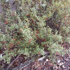 Grevillea oxyantha subsp. oxyantha (Kybean Grevillea) at Kybeyan State Conservation Area - 15 Jun 2024 by mahargiani