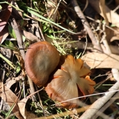 Unidentified Cap on a stem; gills below cap [mushrooms or mushroom-like] at Mongarlowe River - 16 Jun 2024 by LisaH