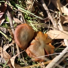 Unidentified Cap on a stem; gills below cap [mushrooms or mushroom-like] at Mongarlowe, NSW - 16 Jun 2024 by LisaH