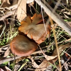 Cortinarius sp. at QPRC LGA - 16 Jun 2024