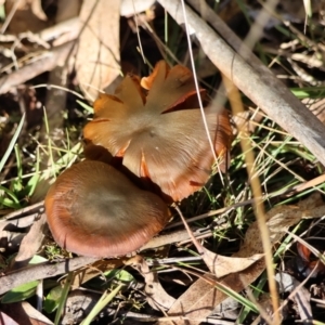 Cortinarius sp. at QPRC LGA - 16 Jun 2024