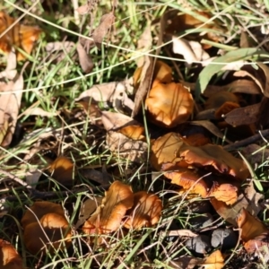 Cortinarius sp. at QPRC LGA - 16 Jun 2024