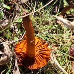 Cortinarius sp. at QPRC LGA - 16 Jun 2024