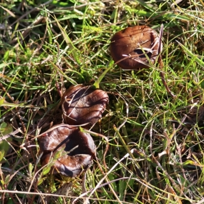 Unidentified Cap on a stem; gills below cap [mushrooms or mushroom-like] at Mongarlowe River - 16 Jun 2024 by LisaH