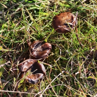 Unverified Cap on a stem; gills below cap [mushrooms or mushroom-like] by LisaH