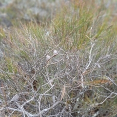 Allocasuarina nana (Dwarf She-oak) at Numeralla, NSW - 15 Jun 2024 by mahargiani