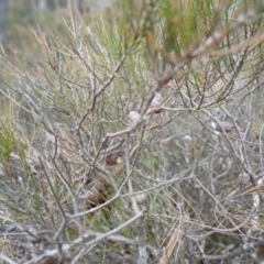 Allocasuarina nana at Numeralla, NSW - 16 Jun 2024