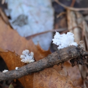 Schizophyllum commune at QPRC LGA - 16 Jun 2024