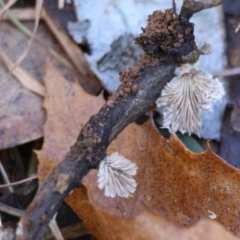 Schizophyllum commune at QPRC LGA - 16 Jun 2024