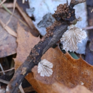 Schizophyllum commune at QPRC LGA - 16 Jun 2024