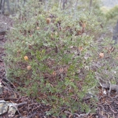 Banksia canei (Mountain Banksia) at Kybeyan State Conservation Area - 15 Jun 2024 by mahargiani